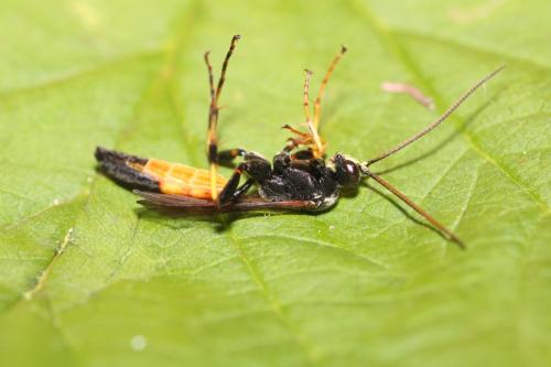 Réf. 316 385 : Ichneumoninae inconnu